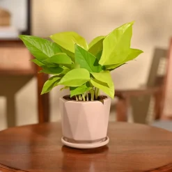 Money Plant Golden