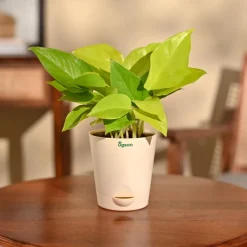 Money Plant Golden