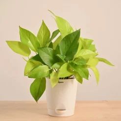 Money Plant Golden