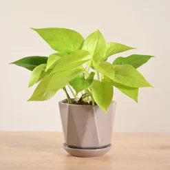 Money Plant Golden