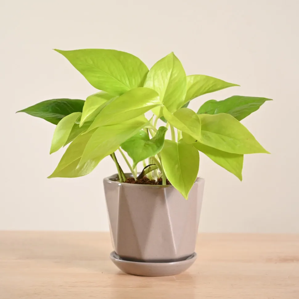 Money Plant Golden