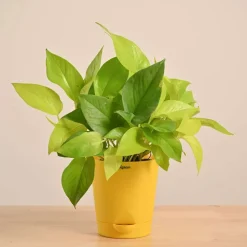 Money Plant Golden