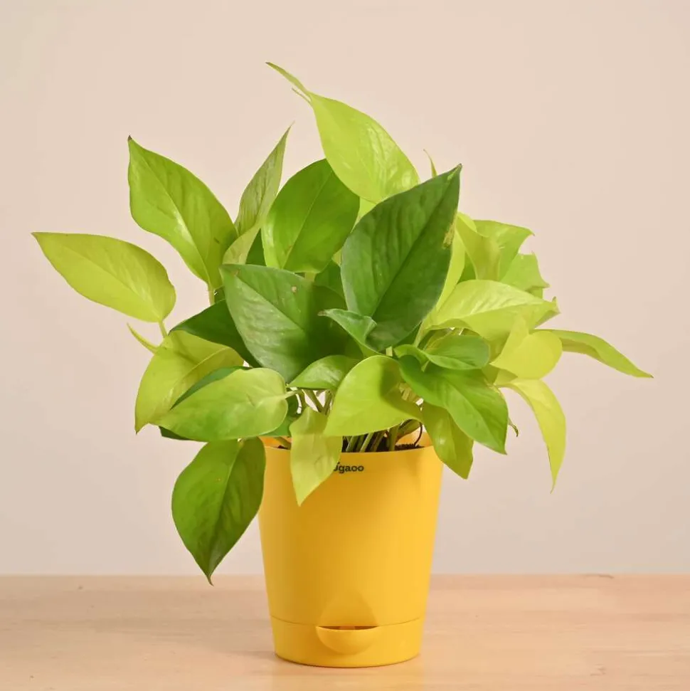 Money Plant Golden
