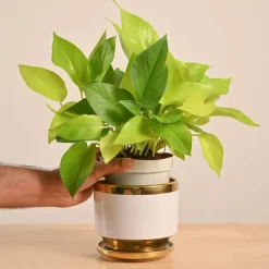 Money Plant Golden