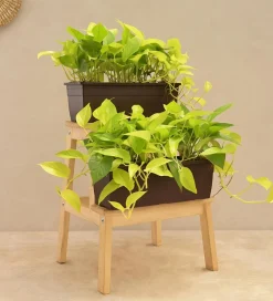 Money Plant Golden Plant - Set of 2