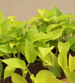 Money Plant Golden Plant - Set of 2