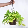 Money Plant Golden With Hanging Pot
