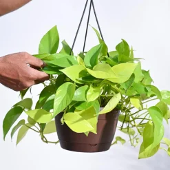 Money Plant Golden With Hanging Pot
