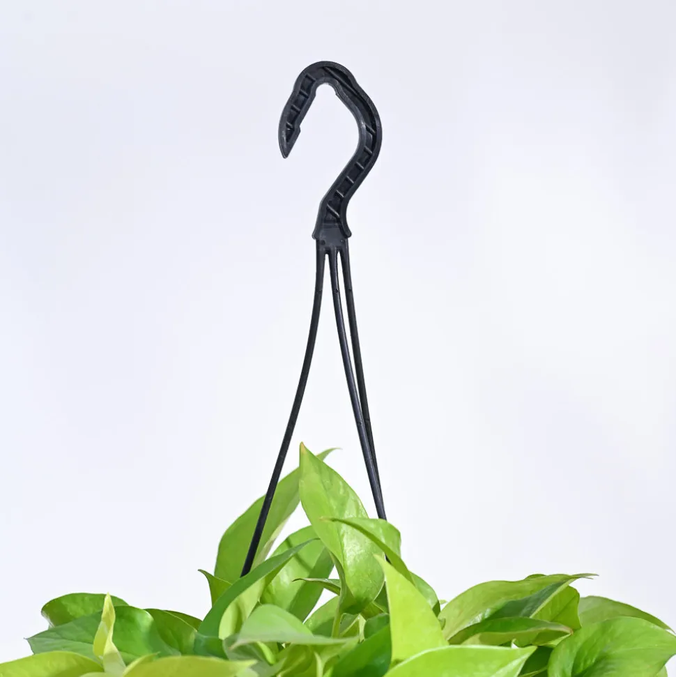 Money Plant Golden With Hanging Pot