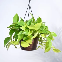 Money Plant Golden With Hanging Pot
