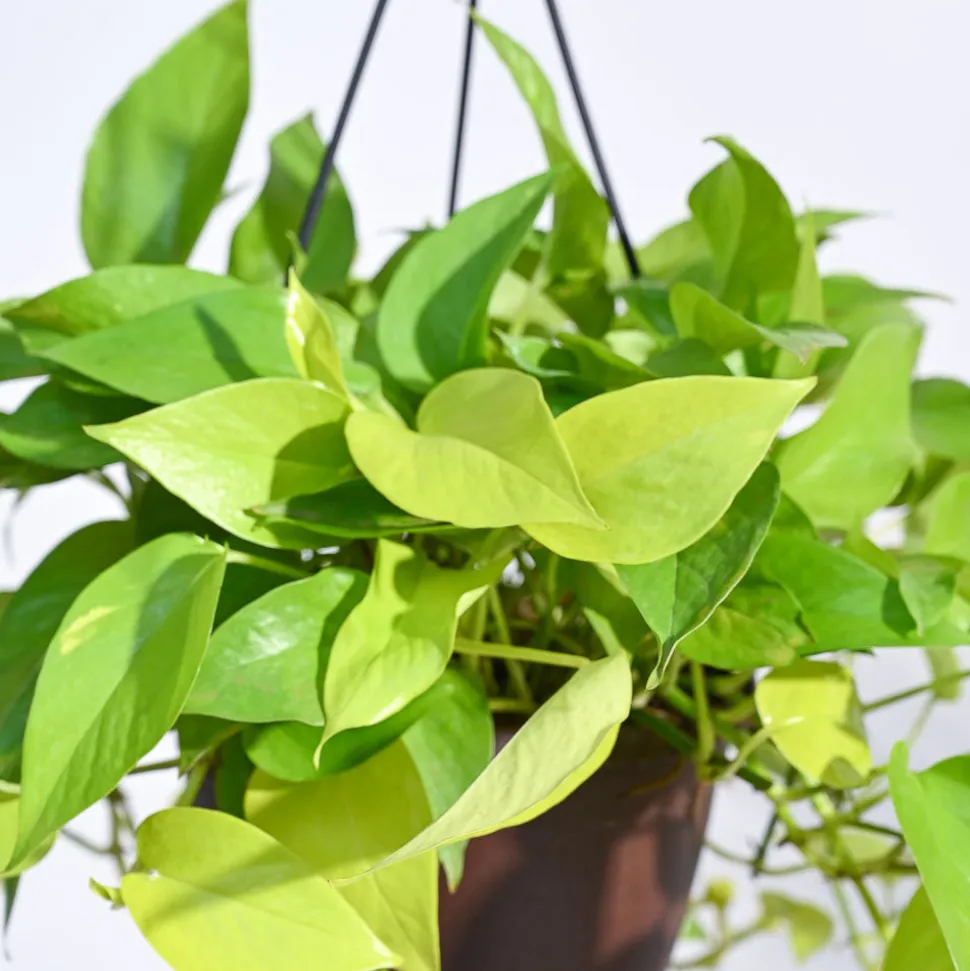 Money Plant Golden With Hanging Pot