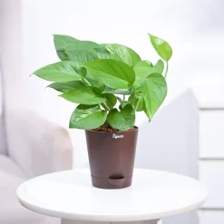 Money Plant Green