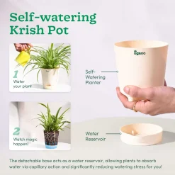 Money Plant Green