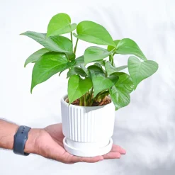 Money Plant Green
