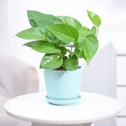 Money Plant Green