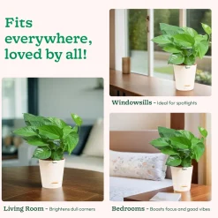 Money Plant Green