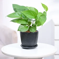 Money Plant Green