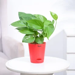 Money Plant Green