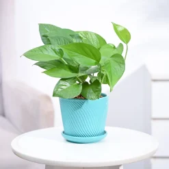 Money Plant Green