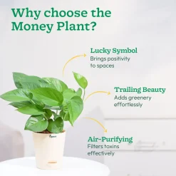 Money Plant Green