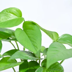 Money Plant Green