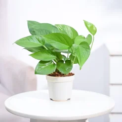 Money Plant Green