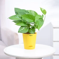 Money Plant Green