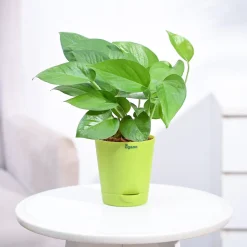 Money Plant Green