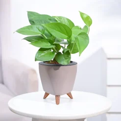 Money Plant Green
