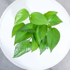 Money Plant Green