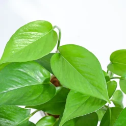 Money Plant Green