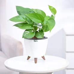 Money Plant Green