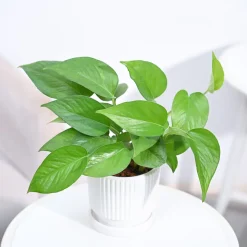 Money Plant Green