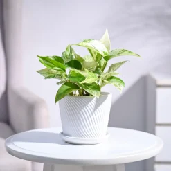 Money Plant Marble