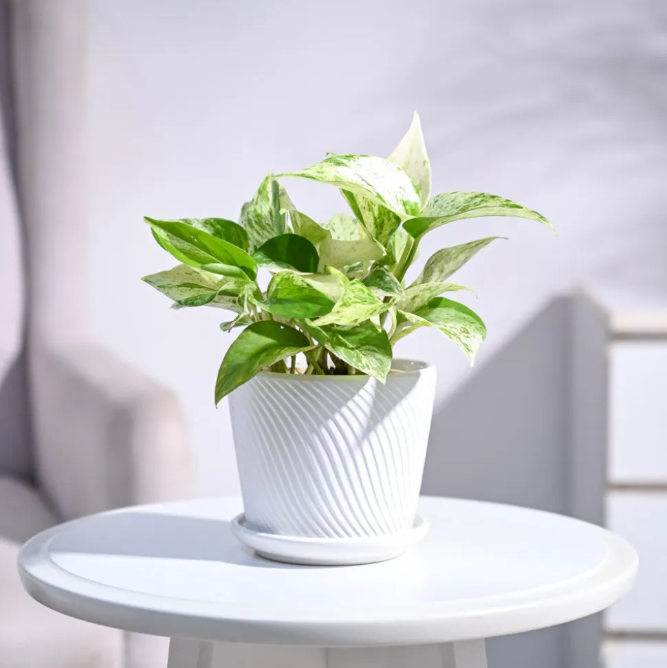 Money Plant Marble