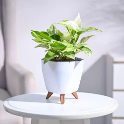 Money Plant Marble