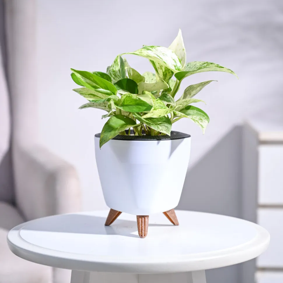 Money Plant Marble