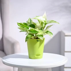 Money Plant Marble