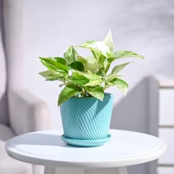 Money Plant Marble