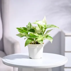 Money Plant Marble