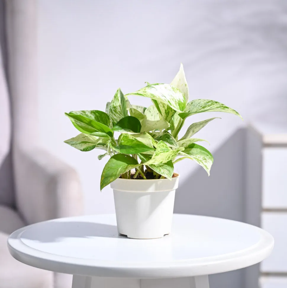 Money Plant Marble