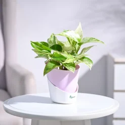 Money Plant Marble