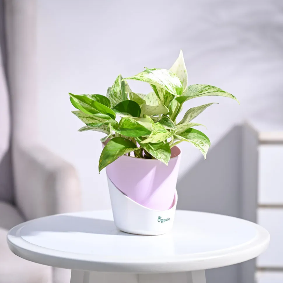 Money Plant Marble