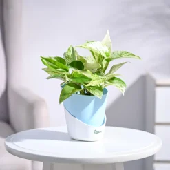 Money Plant Marble