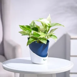 Money Plant Marble