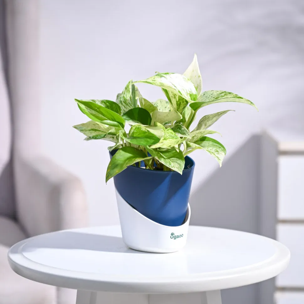Money Plant Marble