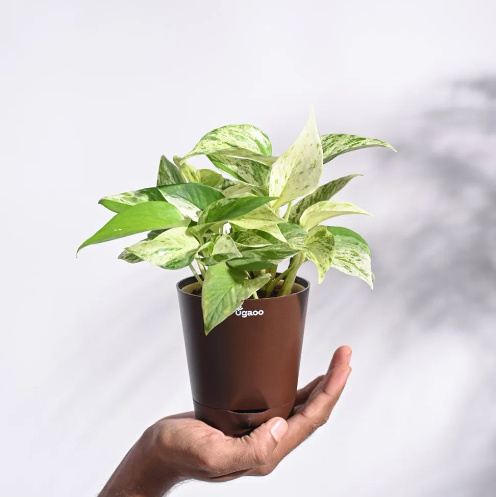 Money Plant Marble