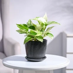 Money Plant Marble