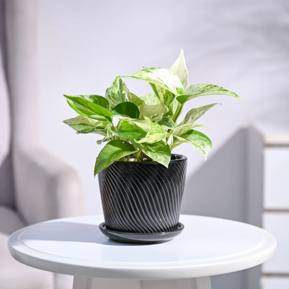 Money Plant Marble