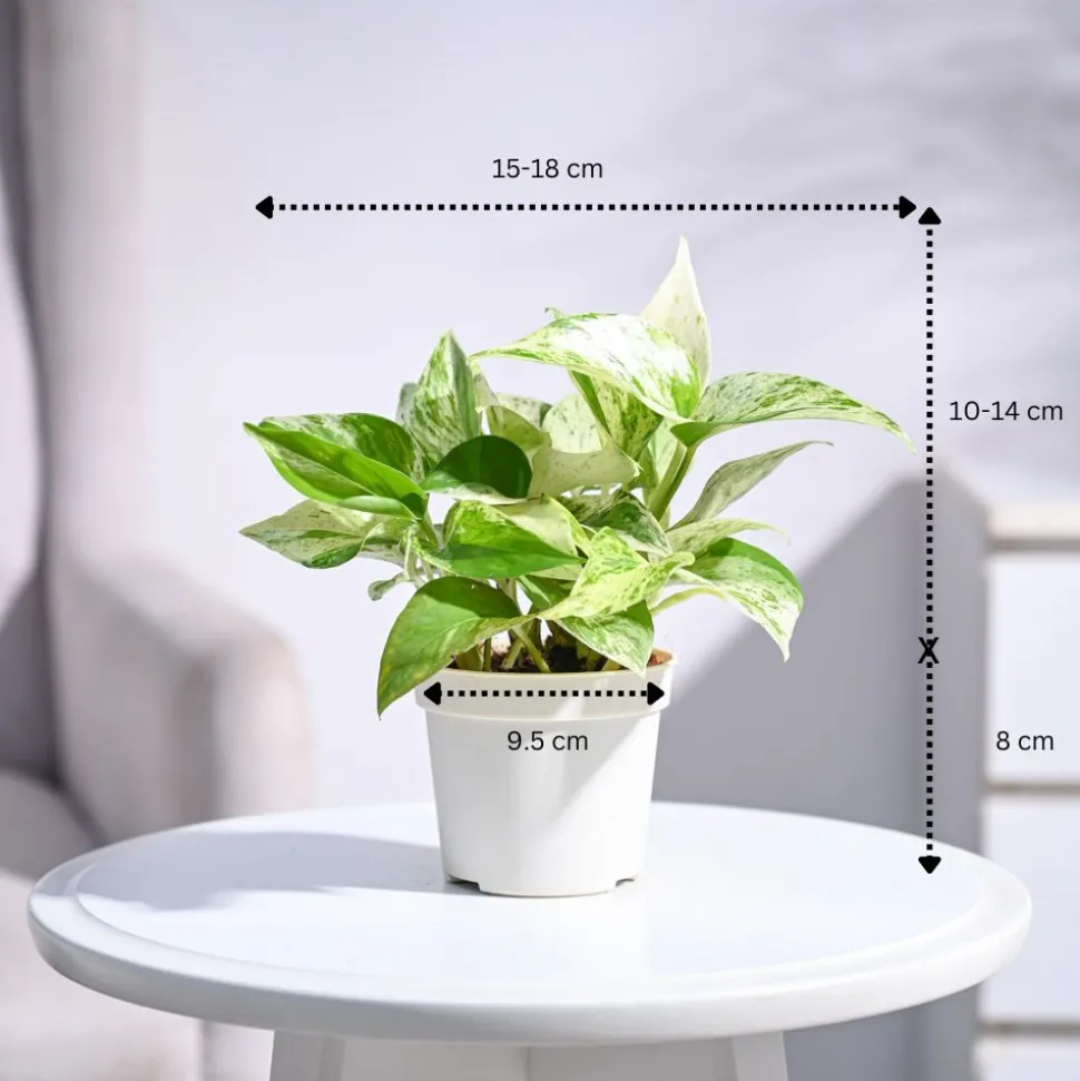 Money Plant Marble